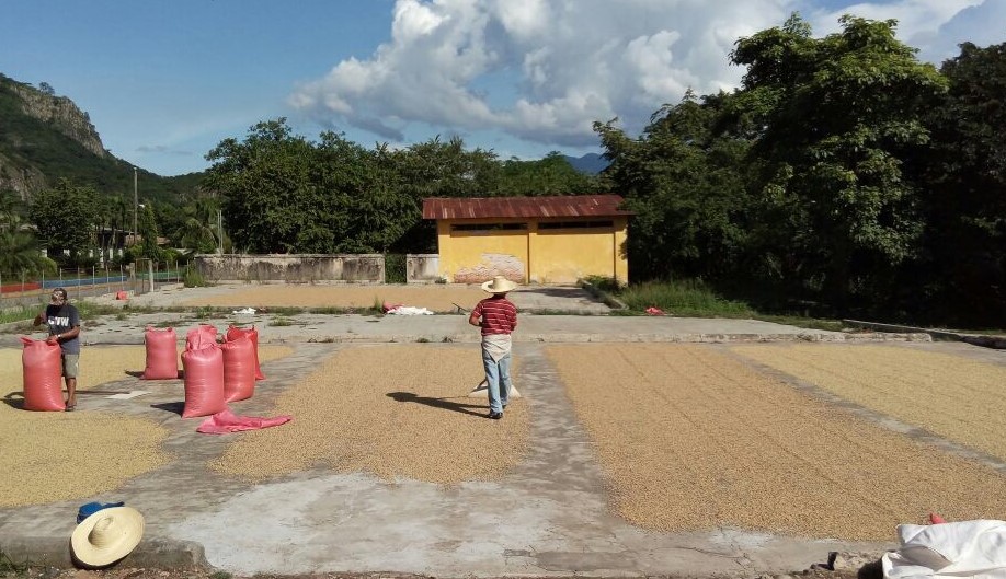 zpracování kávy v Hondurasu